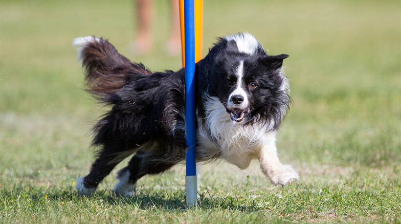 Proteine: l’alleato n.1 per il cane sportivo