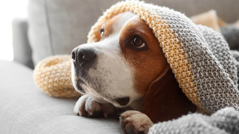 Cani dinamici, stomaci delicati: si può conciliare? Sì, e si deve.