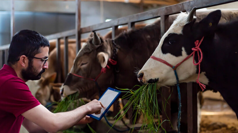 Tecnologia in stalla: come la digitalizzazione sta cambiando anche l’approccio all’alimentazione animale