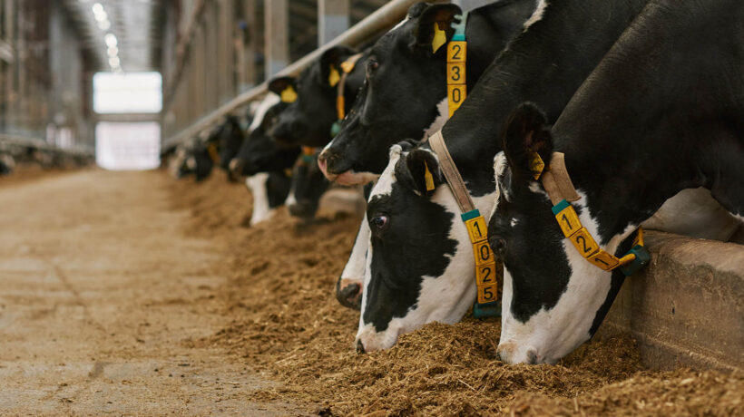 Tracciabilità e sostenibilità: la nuova direzione della filiera zootecnica