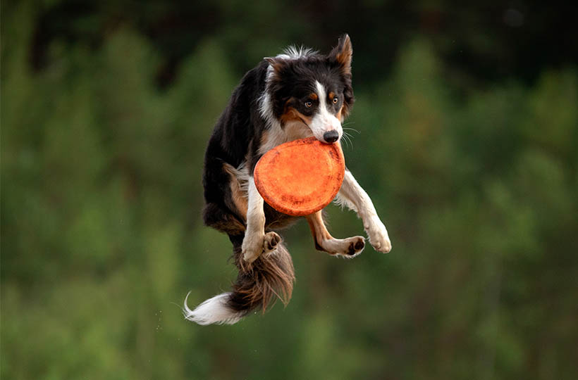 D’Onofrio Group | Agricoltura, retail e pet food
